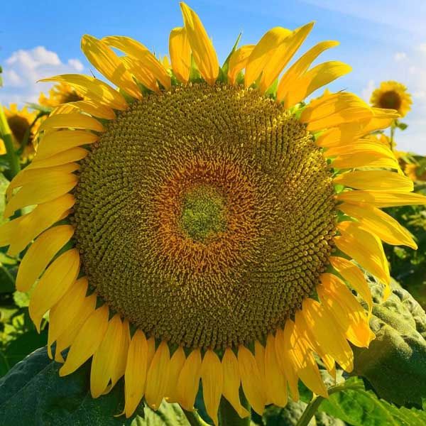 Giant Mongolian Sunflower Seeds Rare Sunflower Seeds Heirloom Sunflower ...