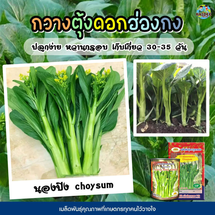 เมล็ดกวางตุ้งดอกฮ่องกง นองปิง ตราภูเขาทอง รสชาติหวานกรอบ