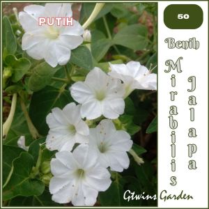 GG | Benih Bunga Pukul 4 Mirabilis Jalapa Warna warni