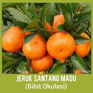 Bibit Jeruk Santang Madu Kondisi Berbuah Banyak Super