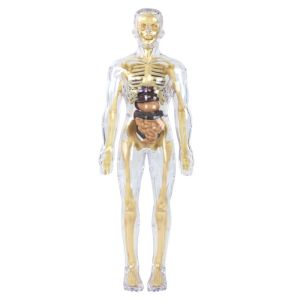 KIDS COY Transparent 3d Human Torso Model DIY Mannequin Plastics Kid Skeleton Model Anatomy Organ Teaching Tool Montessori Science Cognitive Puzzle Toy Early Learning
