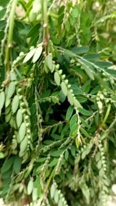 Daun meniran segar per 250 gram