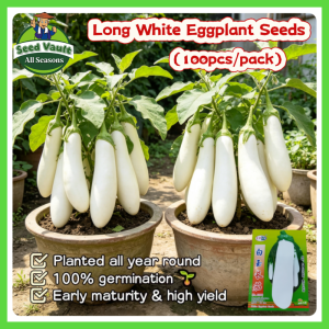 100% Legit High Germination 100pcs Long White Eggplant Seeds for Planting Vegetables Plants Hybrid Long Eggplant Seeds for Sale Organic Eggplant Vegetable Seeds for Gardening Talong Seeds Balcony Eggplant Seedlings Buto Ng Gulay Live Eggplant Plants