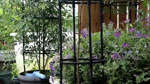 Umbrella Flower Rack Height 120/145cm Umbrella-Shaped Gardening Climbing Frame 伞型花支架 伞型爬藤架 Outdoor Plant Support Stakes