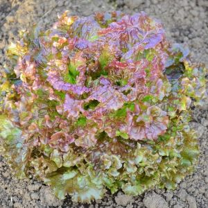 Lettuce SEEDS Fast Grower - Loose Leaf Green Oakleaf lettuce Red Abbys coral red lettuce (Approx 120 Seeds)