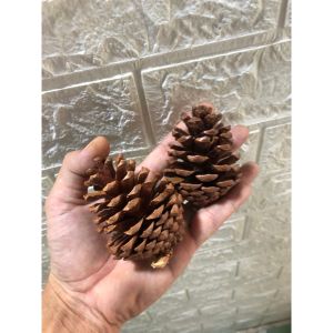 Combo 3 quả thông khô trang trí Noel trang trí Giáng Sinh