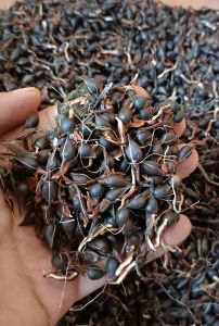 500gram Hạt giống cây gió bầu trầm hương