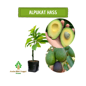 BIBIT ALPUKAT HASS AUSTRALIA Aneka bibit unggul nirwana