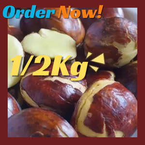 1 KILO JENGKOL TUA HARGA TERMURAH LANGSUNG DARI KEBUN