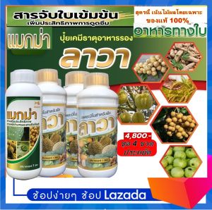 แมกม่า&ปุ๋ยลาวา(ชุด4ขวดโปรฯประหยัด)แมกม่า1ขวดและปุ๋ยลาวา3ขวด บรรรจุขวดละ1ลิตร แมกม่าสารเพิ่มประสิทธิภาพสูงดูดซึมใบพืชอย่างรวดเร็ว1-3วินาที ปุ๋ยน้ำลาวาช่วยเร่งการเจริญเติบโตให้พืชโตไวใบเขียวเร่งการติดดอกออกผลดี