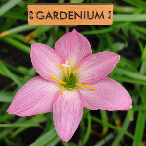 Umbi Bunga Rain Lily Preaw Chompoo - Rainlily Hybrid