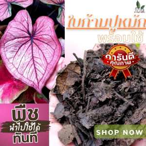ใบก้ามปูหมัก สูตรเฉพาะ พร้อมใช้ 100% วัสดุปลูก กัดสีสวยมาก ไม้ด่าง ไม้ดอก ไม้ประดับ บรรจุถูก 1 kg