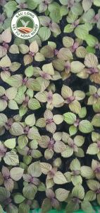 Hạt Giống Tía Tô Chánh Nông 5g