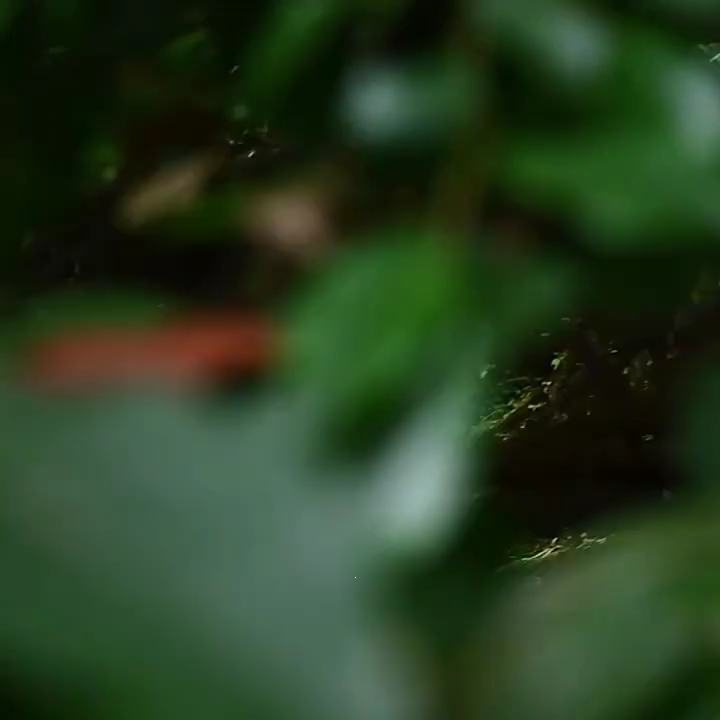 Trọng lượng nhẹ cắm trại tán ghế Ergonomic gấp ngoài trời ghế ngả cho ...