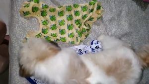Dog Pajamas Pet Jumpsuit Zipper Soft Breathable Lightweight Indoor Sleepwear Big Dogs Cats