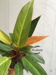 Sov  real live plants  pokok hidup  philodendron  indoor plants  garden  pokok keladi  decor  live plants