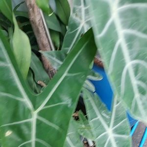 พญาจงอาง(ไม้มงคล)ไม้โบราณเป็นไมัเมตตามหานิยมเน้นปกป้องคุ้มกันภัยให้สถานที่อยู่อาศัยเ