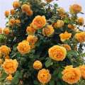 100seeds Climbing Rose Flower Seeds for Planting Flowers Potted Flowering Rose Plants Seeds Gardening Climbing Plants Balcony Ornamental Plants Real Plants Live Plants for Sale Fast Growing Flowers Seeds Vegetable Seeds Home Garden Decor. 