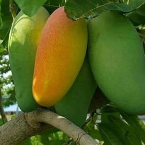 Bibit Tanaman Buah Mangga Kiojay