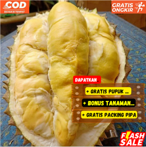 Bibit Pohon Durian Kane/Kani Kaki 3 Super Unggulan Sangat Cepat Berbuah