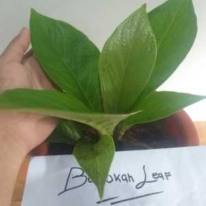 Tanaman Hias Jemani Eka Rumpun 2 Sangat Cocok Untuk Bahan Tanian