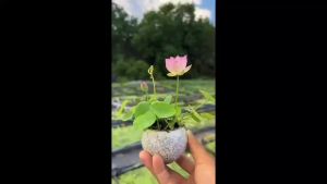 Bowl lotus species colorful hydroponic flowers hydroponic four-season lotus species lotus root green plant water tank plants