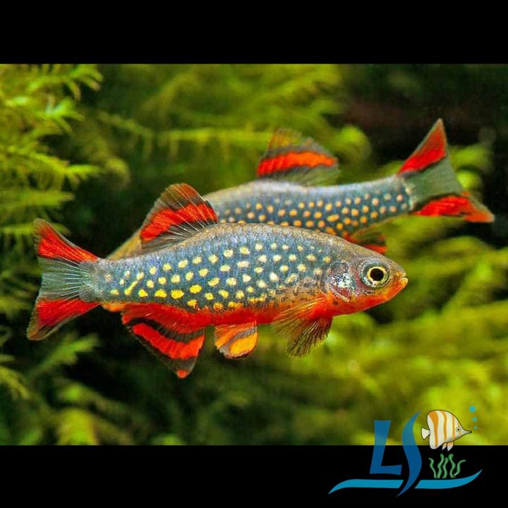 Galaxy Rasbora (3 Pieces) by LS Aquatic Lazada Lazada