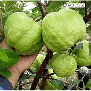 Bibit Jambu Kristal Jumbo Unggul Cepat Berbuah