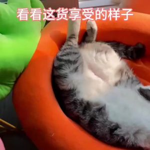 Giường ngủ cho thú cưng hình quả chuối hoạt hình đồ dùng cho thú cưng giường cho mèo giường cho chó Teddy Bichon Pomeranian dành cho chó nhỏ và vừa thảm dùng được quanh năm.