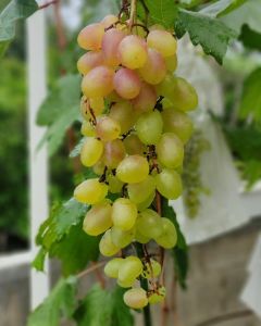 Bibit Anggur Import Julian || Bibit Anggur Julian