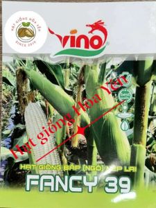 2kg hạt giống ngô nếp lai Thái Lan Fancy 39 (tặng kèm bắp tím)