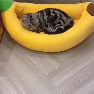 [DANDELION]Donut Cat Bed Interactive TunnelFelt Indoor Toys Cats House Kitten Training Toy Cat Kennel Pets Supplies