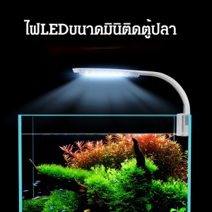 ไฟปลาที่ติดกับของครอบครัวไฟปลาในกระบอกปลา ไฟปลาในกระบอกไฟปลา ห้องปลา ไฟปลา อุปกรณ์ให้แสงสว่างในโลกท้องทะเล