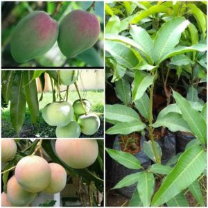 BIBIT MANGGA  APEL | Cepat Berbuah | Berbuah Di Dalam Pot | BIBIT OKULASI / SAMBUNG PUCUK