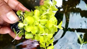 lismacia golden per wabikusa tanaman aquascape terlaris