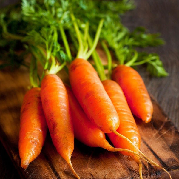 Fast Germination Carrot Seeds for Sale Vegetable Plants Seed Lazada PH