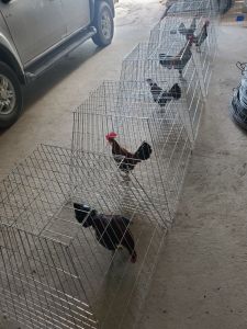 BỘI VUÔNG  BỘI THÁP BỘI VUÔNG  BỘI GÀ