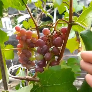 Pupuk Buah Lebat Komplit Kno 3 + Mkp pak tani + Boron + Npk Mutiara 16 16 16 + CN G kalsium Nitrat + Magnesium sulfate Kemasan Repack