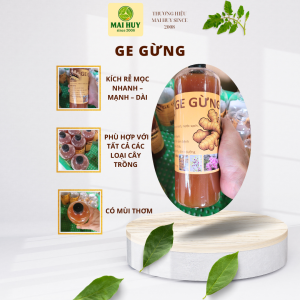 PHÂN GE GỪNG – THẦN DƯỢC TỪ THIÊN NHIÊN CHO LAN KHỎE RỄ MẠNH KIE BẬT ÀO ÀO - 1 LÍT - MAI HUY SINCE 2008