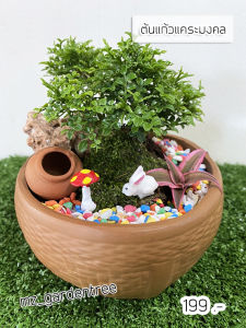 [ต้นไม้จริง] สวนถาด บอนไซแก้วแคระมงคล **ต้นไม้คัดฟอร์มสวยทุกต้น**