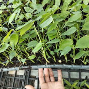Cây trầu bà nam mỹ Cây Monstera deliciosa (Trầu bà lá xẻ)