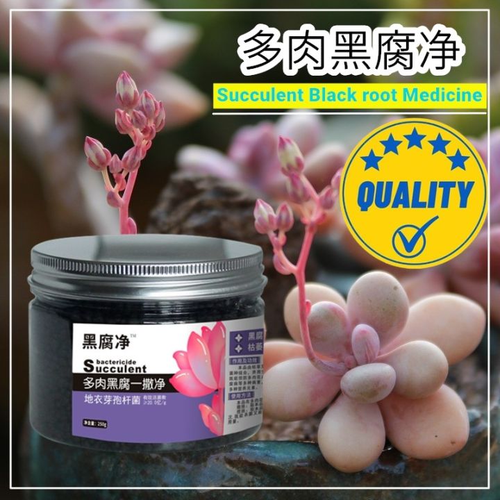 Succulents Turning Black Leaves Dying Healing Medicine Prevent Anti  fungicide Bad Broken Roots | Lazada