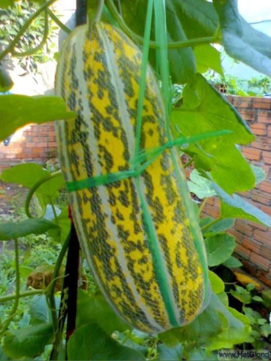 H%E1%BA%A1t%20Gi%E1%BB%91ng%20D%C6%B0a%20Gang%20Cao%20S%E1%BA%A3n%20-%20g%C3%B3i%200,2g(%2050%20h%E1%BA%A1t)%20-%20Image%205