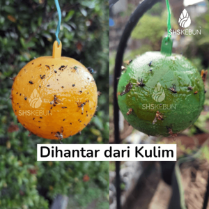 Fruitflies Sticky Trap Thrips White Flies Stinking bug 77 mm Perangkap Lalat Buah Pelekat Serangga SHS KEBUN