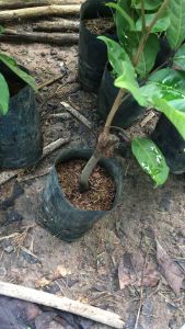 ต้นเงาะโรงเรียนนาสารแท้ส่งตรงจากนาสาร