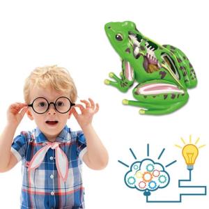 4D Frogs Anatomy Model Animal Anatomical Students Studying Tool Educational Toy for Children Biology Teaching Aids