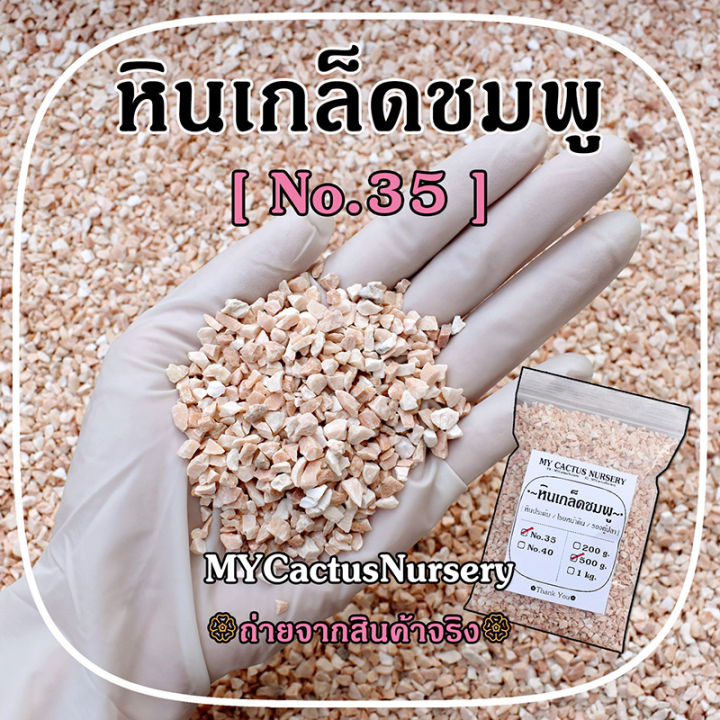 5 อันดับหินเกล็ดชมพูยอดนิยม: เนรมิตสวนสวยและกระถางให้มีชีวิตชีวา อัปเดตปี 2025