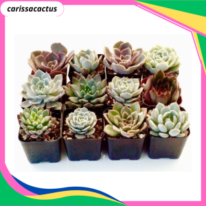 tanaman air hidup asli sekulen isi 12pcs terbaik