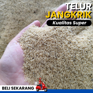 Jual bibit telur jangkrik ALAM SLIRING siap tetas maksimal cocok untuk umpan pancing & budidaya jangkrik telur murni tanpa campuran