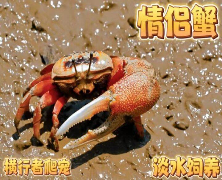 Fiddler Crab Watermelon Crab Water And Land Tank Desktop Living